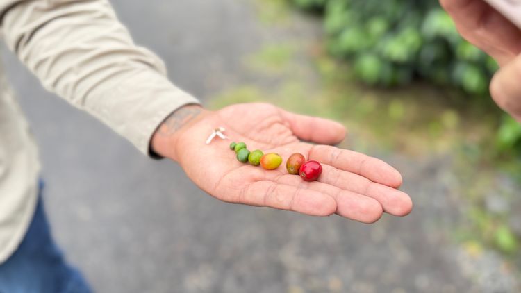 Don Pepe Estates Coffee Farm
