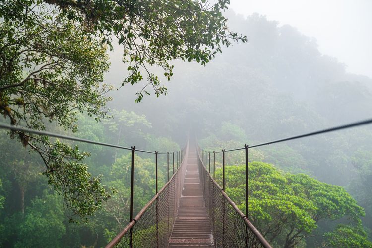 Hanging Bridges