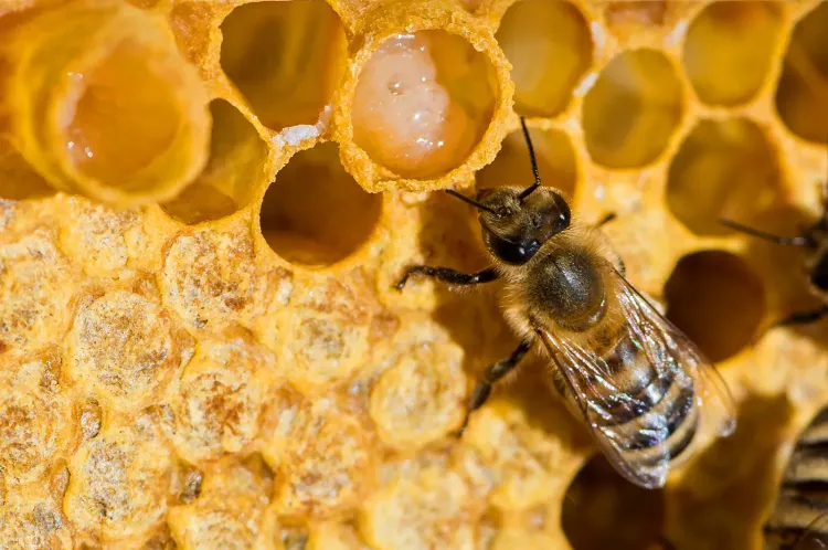 Abejas y Cata de Miel | Bees & Honey Tasting