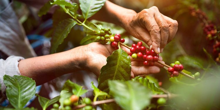 Cata de Té y Café Kotowa | Kotowa Tea & Coffee Tasting