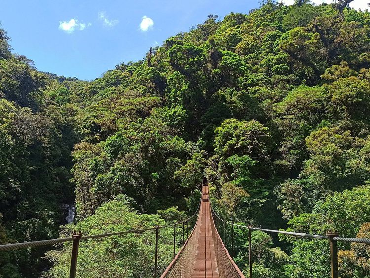 Aves y Puentes Colgantes | Birdwatching & Hanging Bridges